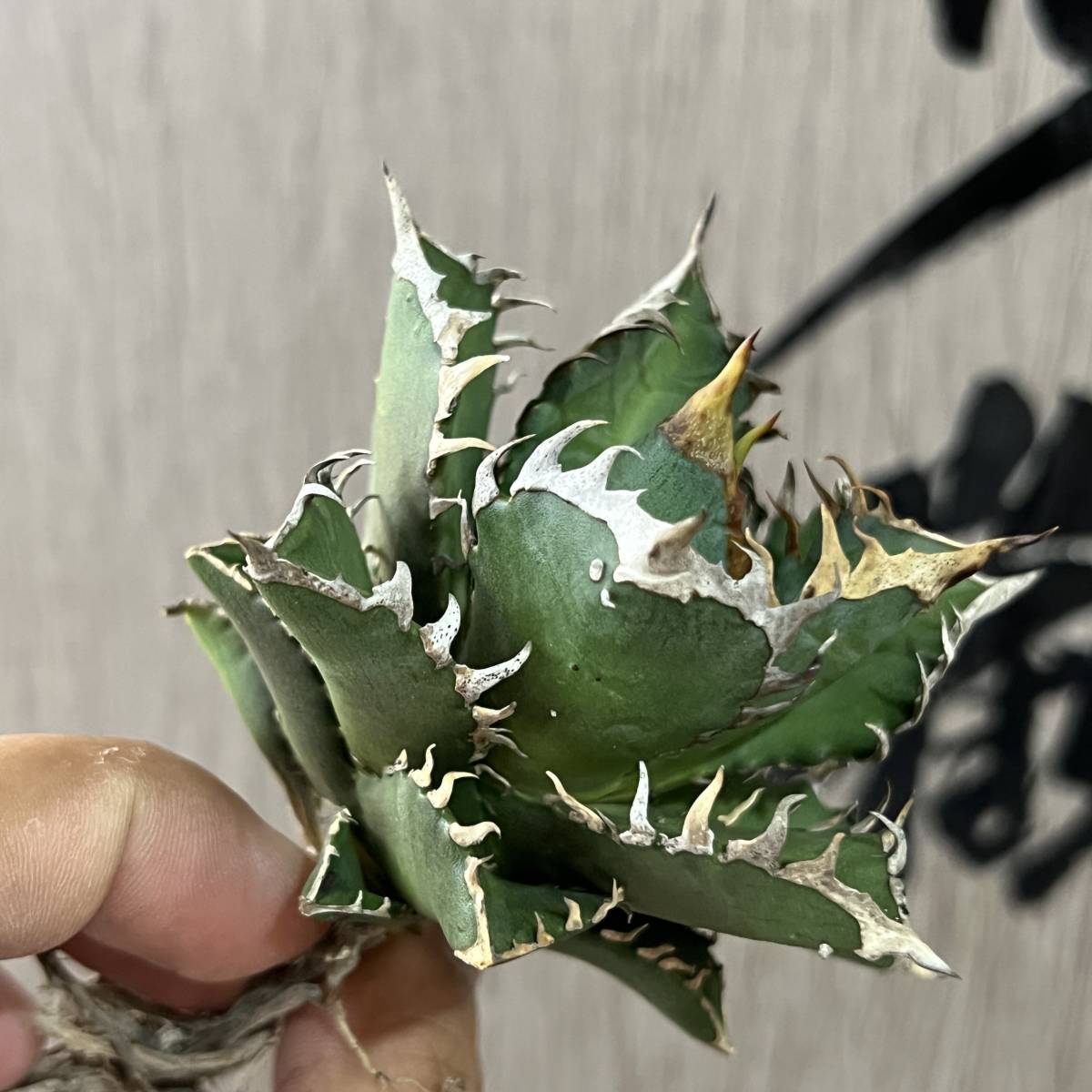 龍園觀】No.16 特選 アガベ 多肉植物 チタノタ レッドキャットウィーズ