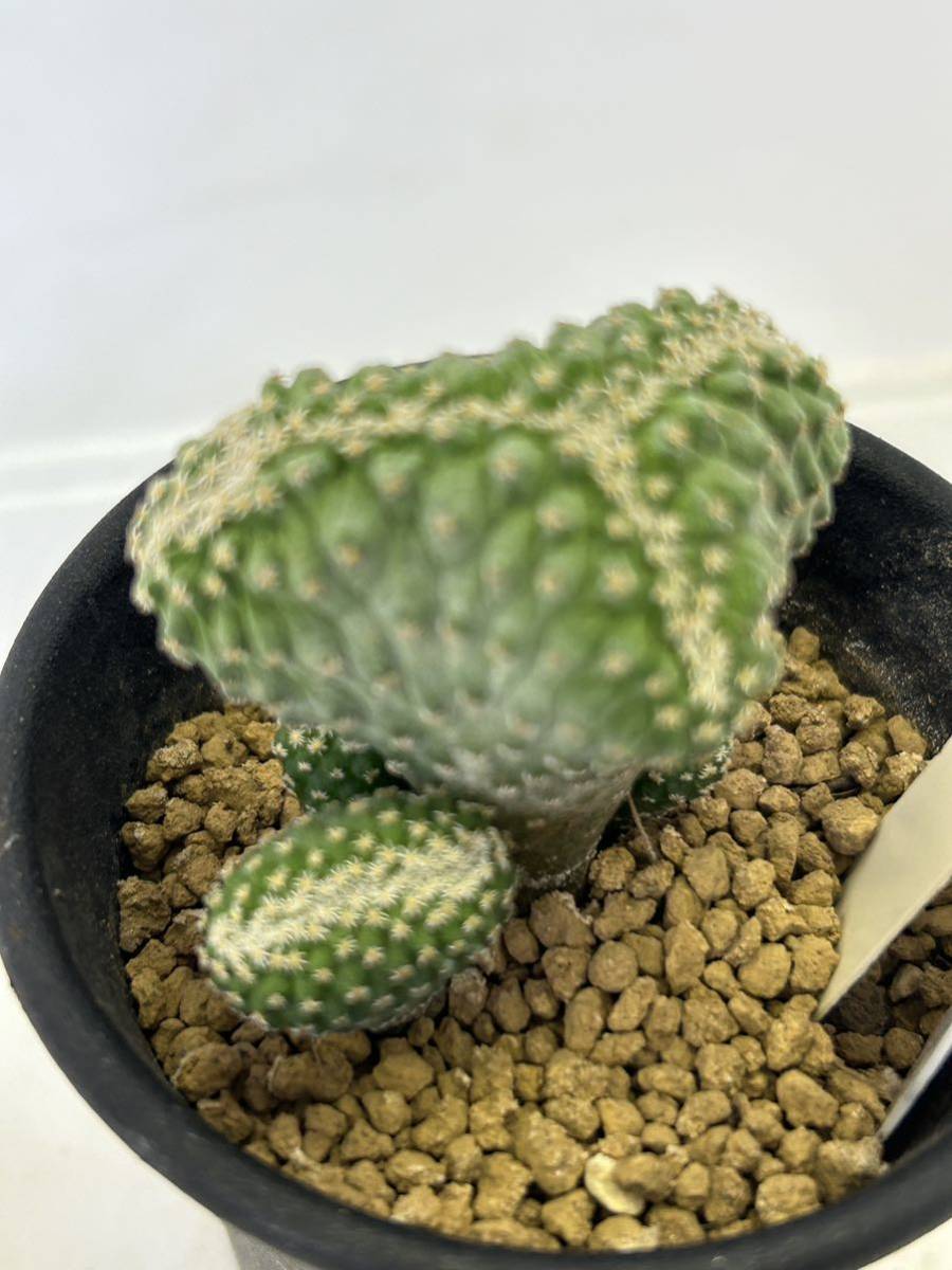 花牡丹モンスト錦 超激得，SALE】 3・花牡丹錦モンスト系 ・サボテン 多肉