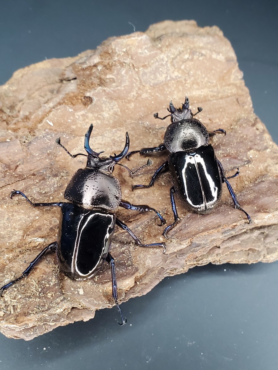 【J-KUWA】ドウイロクワガタ ペア ドウイロ