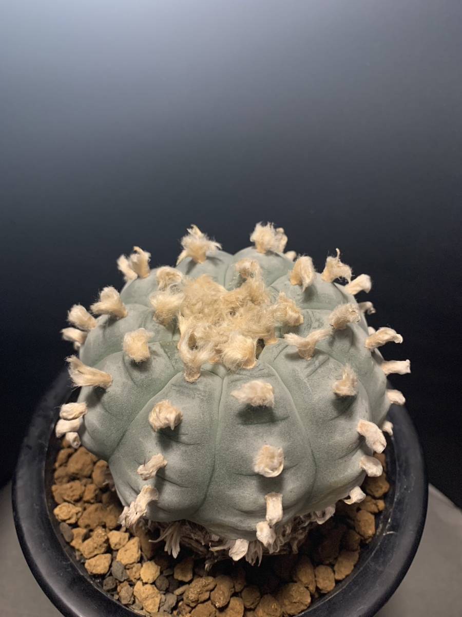 大型烏羽玉 実生 ロフォフォラ サボテン