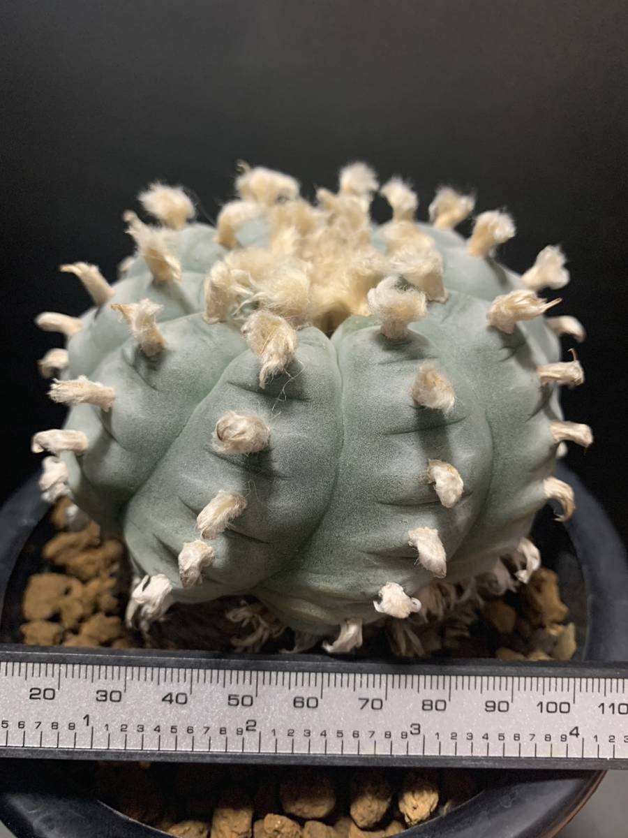 大型烏羽玉 実生 ロフォフォラ サボテン