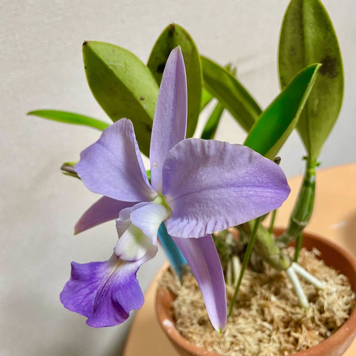 洋蘭 カトレア原種 C.walkeriana var. aquinii 'Gifu' 現在花は