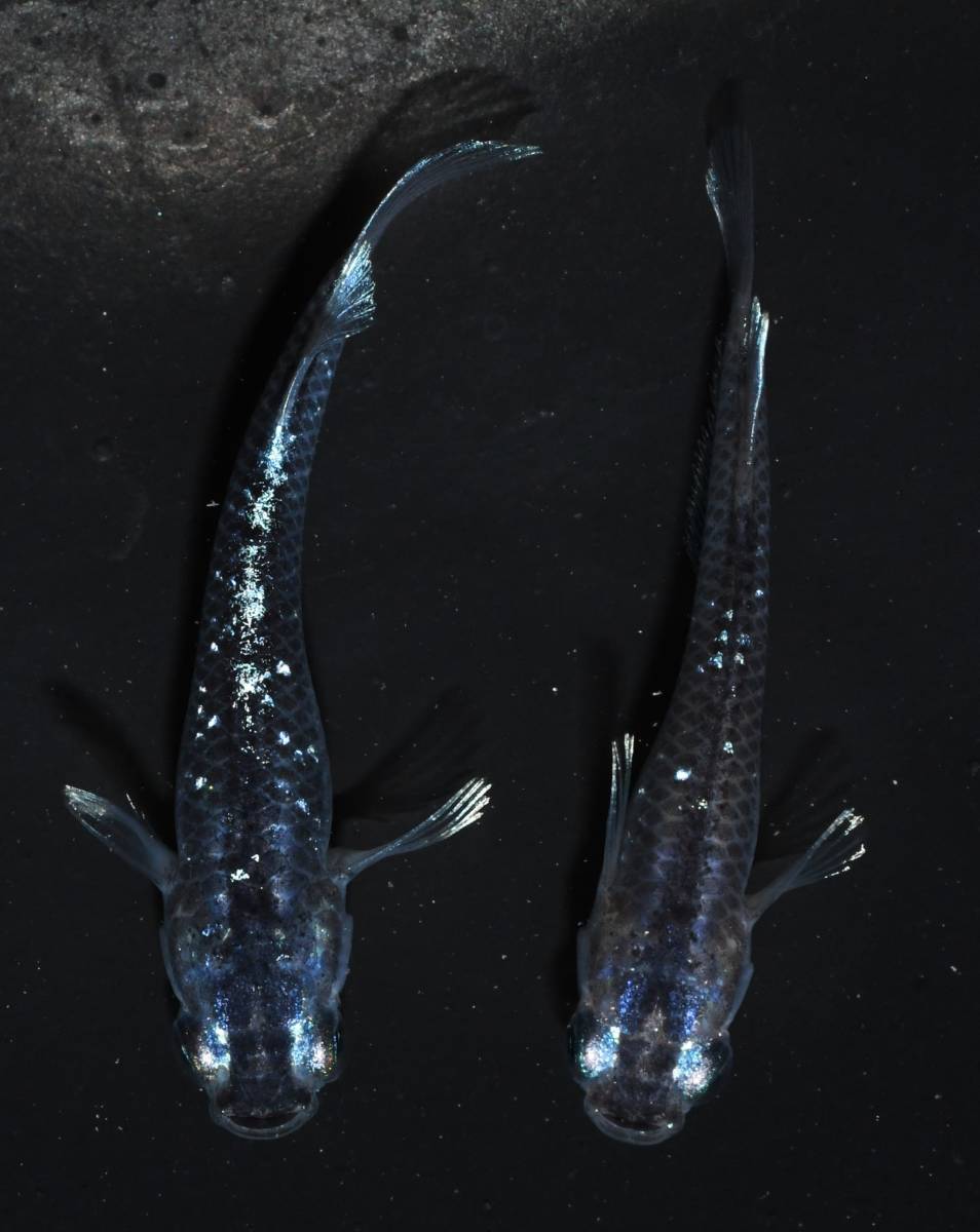 【メダカファーム本陣】Ｍ-7【ミッドナイトフリル】｛ラメタイプｘ体外光タイプ｝キッシング　幼魚1ペア（Ｆ2）現物出品！！