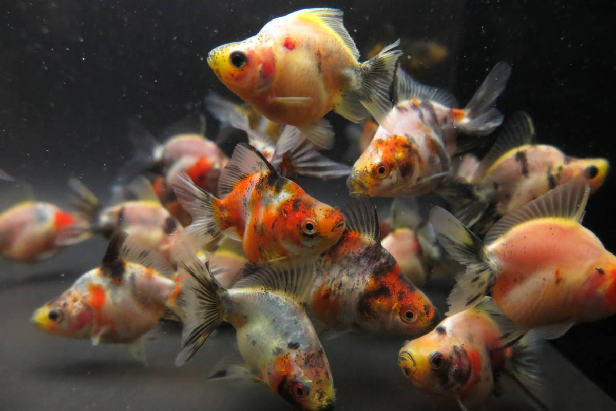 サービス品上物・キャリコだるま琉金5cm前後5尾セット(0717-1)