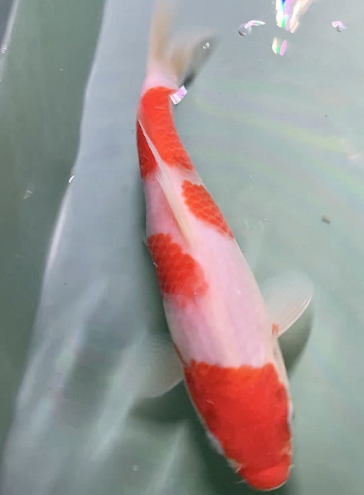 錦鯉　プ　送料無料期間限定！まとめ買いチャンス大きくなる素質ムチムチボディー紅白［坂井産］②