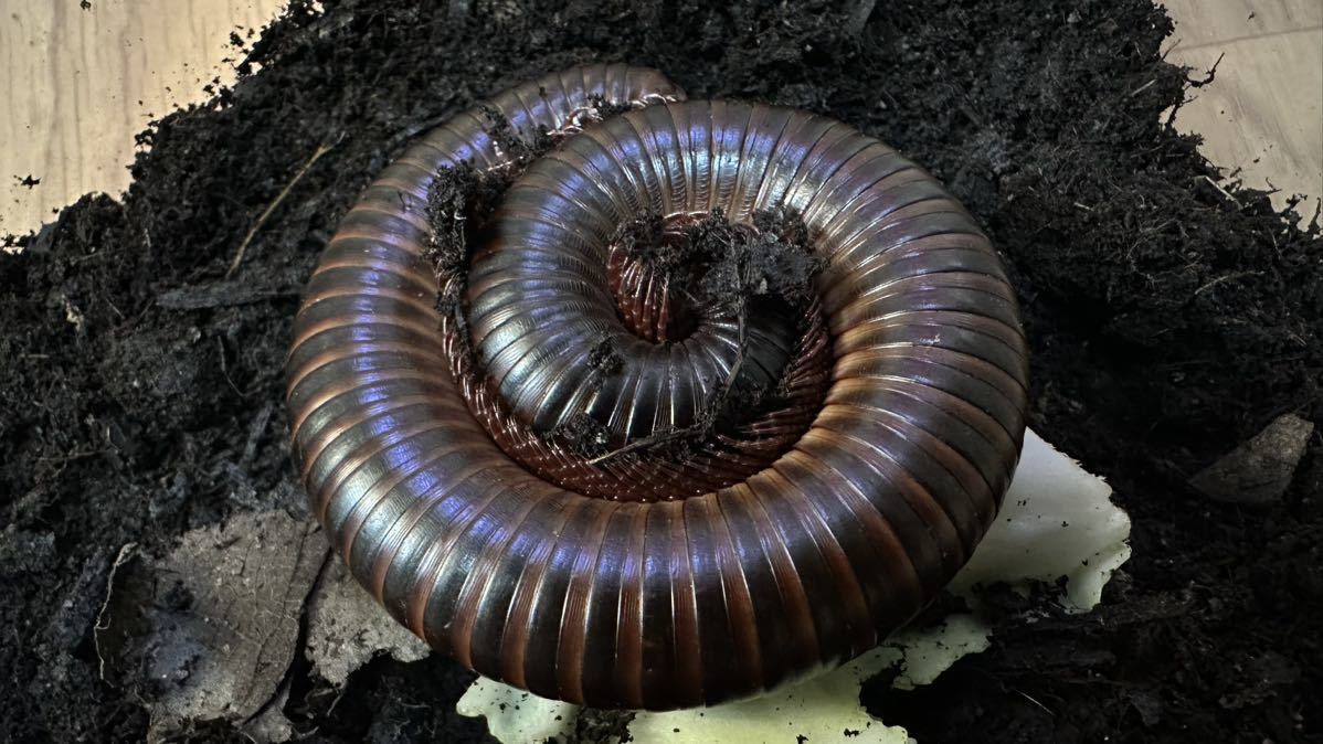 大型個体【トーゴジャイアントミリピード】トーゴオオヤスデ