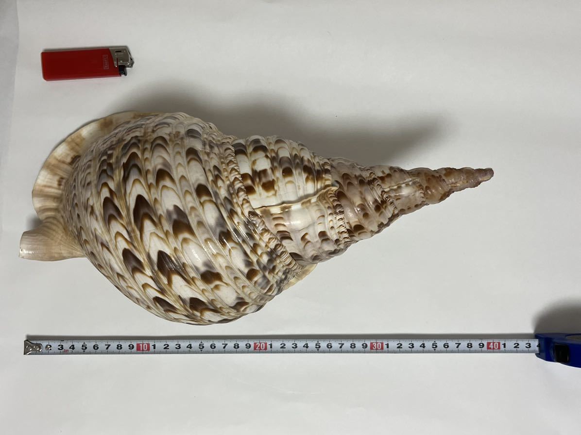 送料無料】希少/特大法螺貝/ホラ貝/ほら貝/全長約40cm、重さ約1,236g