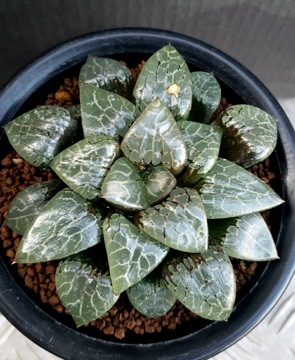 鬼面角綴化 サボテン ※GotuGotu 多肉植物44cm ※柱サボテンセレウス岩石