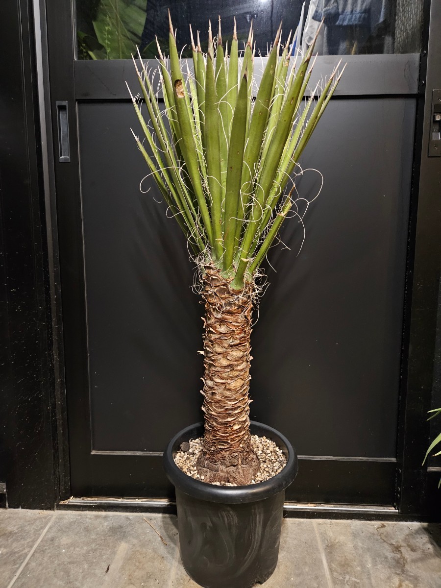 u1103438436.3.jpg