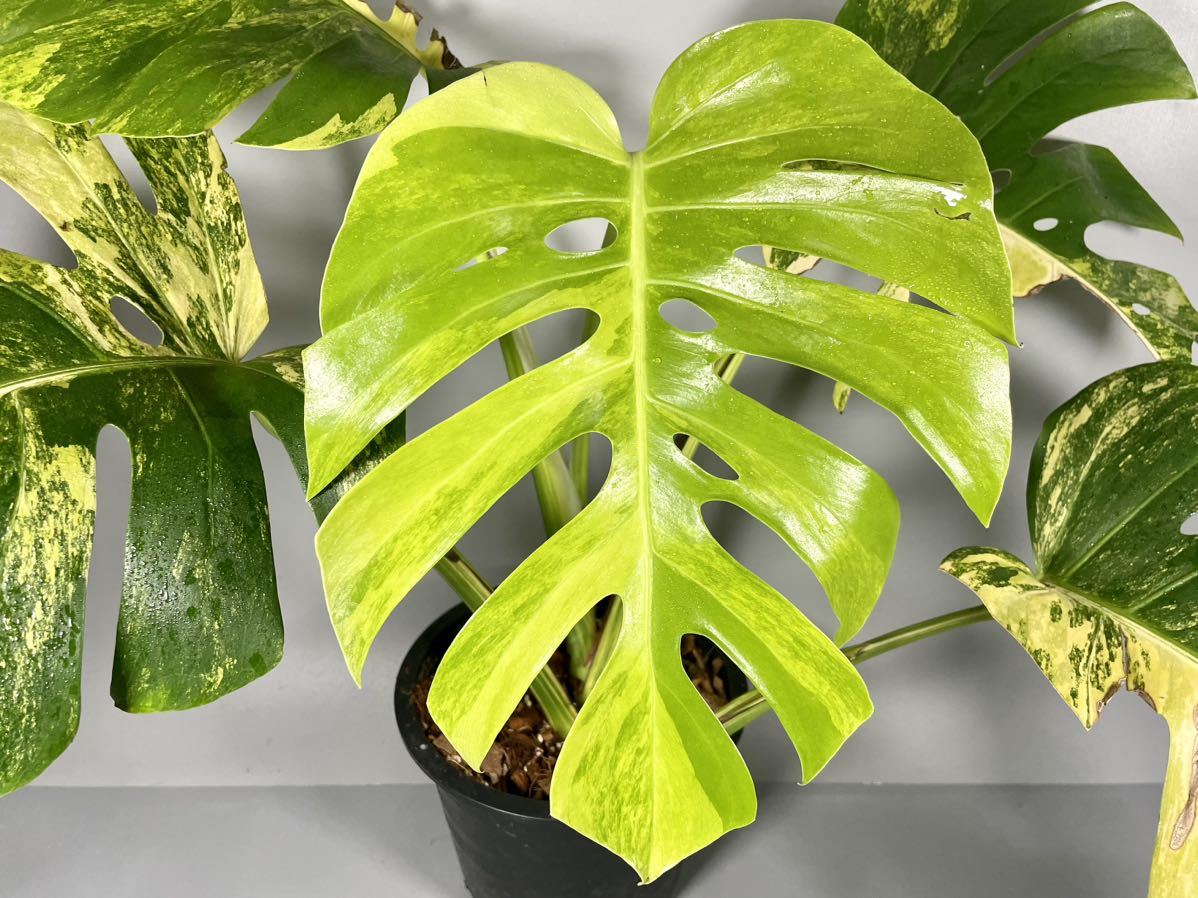 黄斑モンステラ ボルシギアナ オーレア 100¥スタート「157」モンステラ