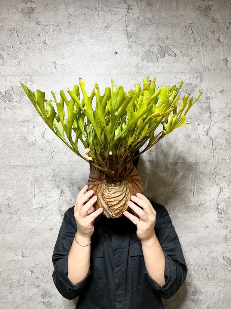 B66 ”極細葉″超特大リドレイ祭 ▽P.ridleyi Wild Banten▽ リドレー