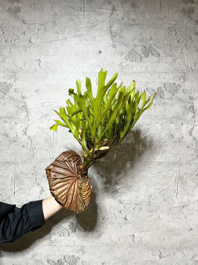 B66 ”極細葉″超特大リドレイ祭 ▽P.ridleyi Wild Banten▽ リドレー