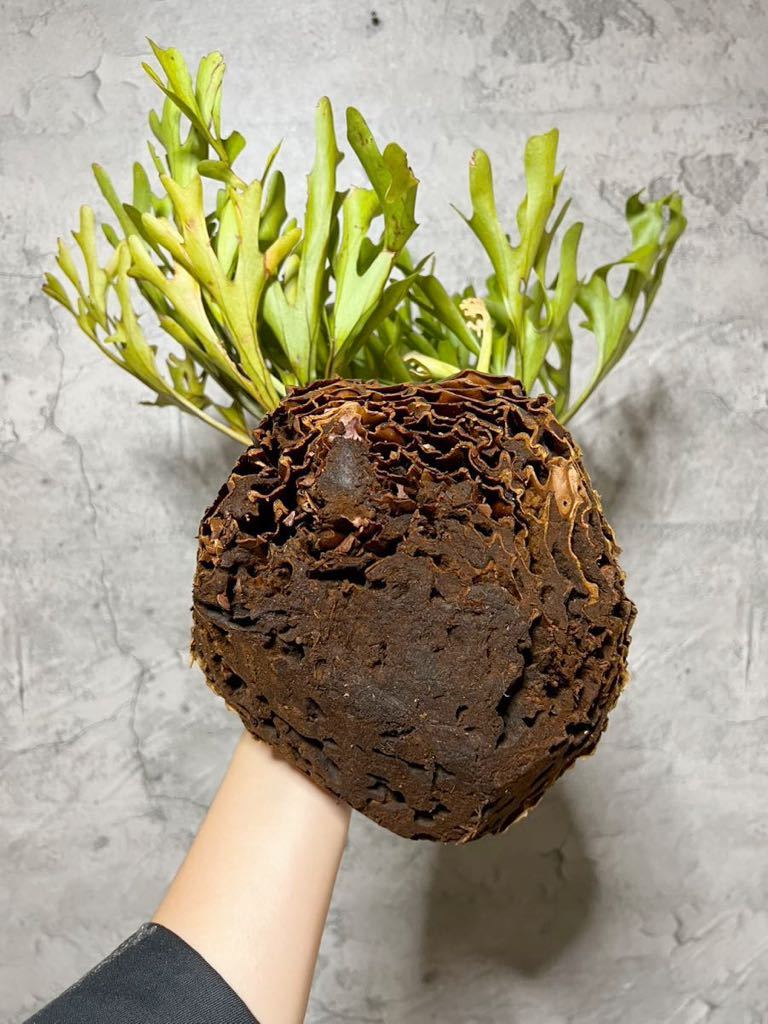 B66 ”極細葉″超特大リドレイ祭 ▽P.ridleyi Wild Banten▽ リドレー