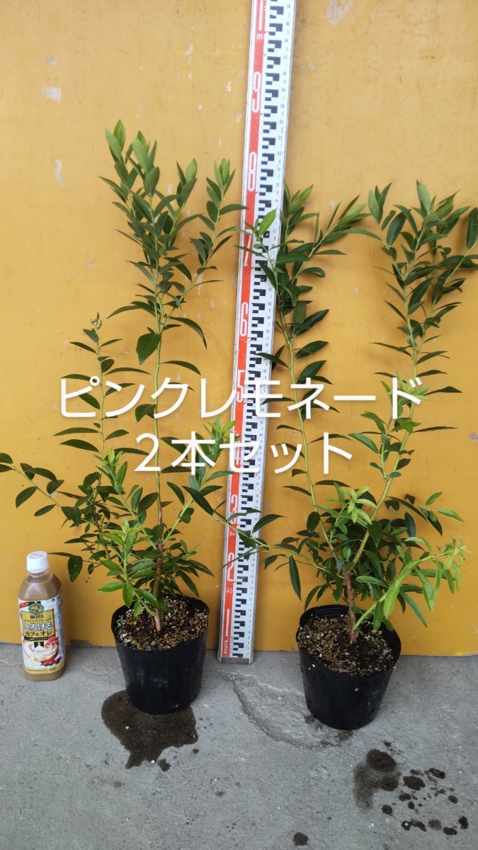 イチジク メイリーヤー (Mei Li Ya Fig) 苗 苗木 4号ロングスリット鉢 No.9