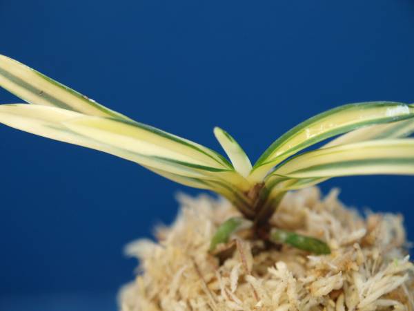 AIT富貴蘭　＊銀世界の子＊