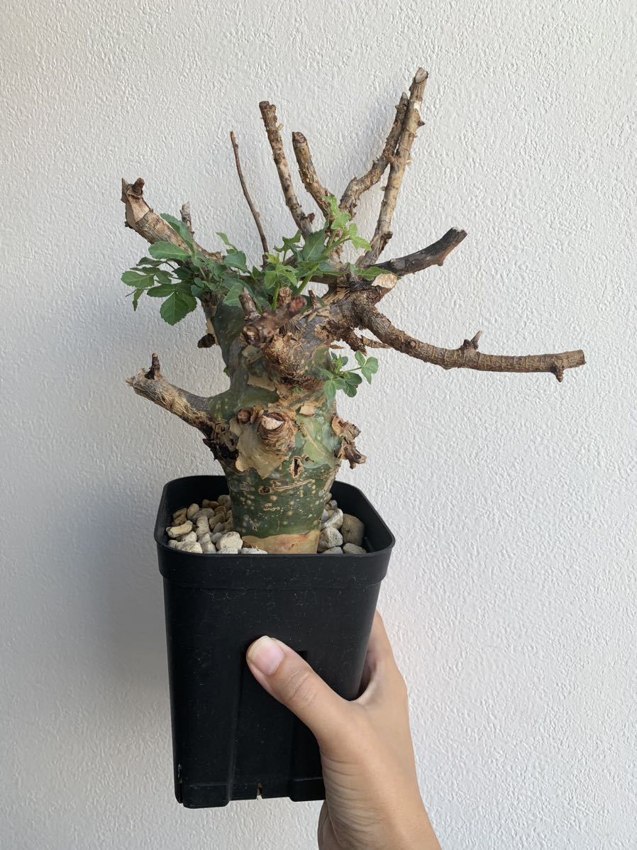 コミフォラ カタフ ターカネンシス① 見にくく 