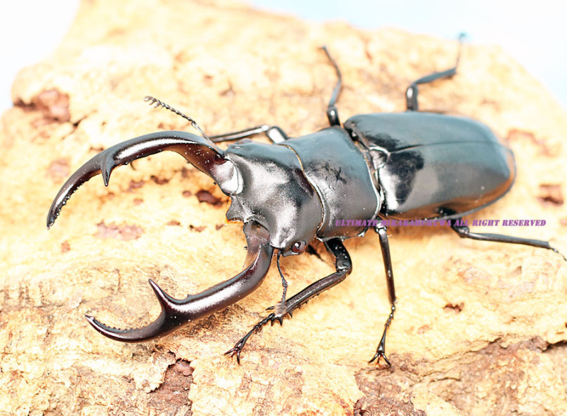 2023，8/24 新着WILD ☆☆☆ ミャンマー便 世界最高峰!!ウエストウッディカズミアエ No，2　♂75mmUP♀39mm前後