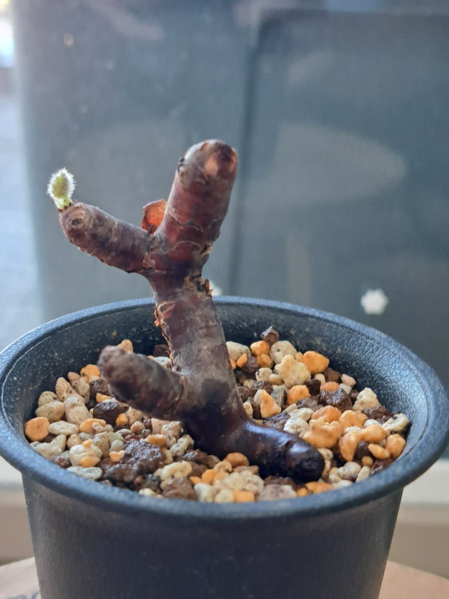 ミラビレ Pelargonium mirabile | ペラルゴニウム 現品限り