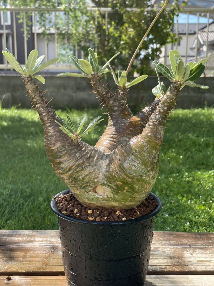 パキポディウム カクチペス 現地球　多肉植物 コーデックス 塊根植物