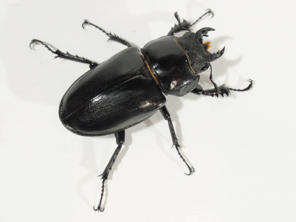 ◇◇ ミヤマ 単品 アクベシアヌス 新成虫 49.8mm ユダイクス 特大 大型