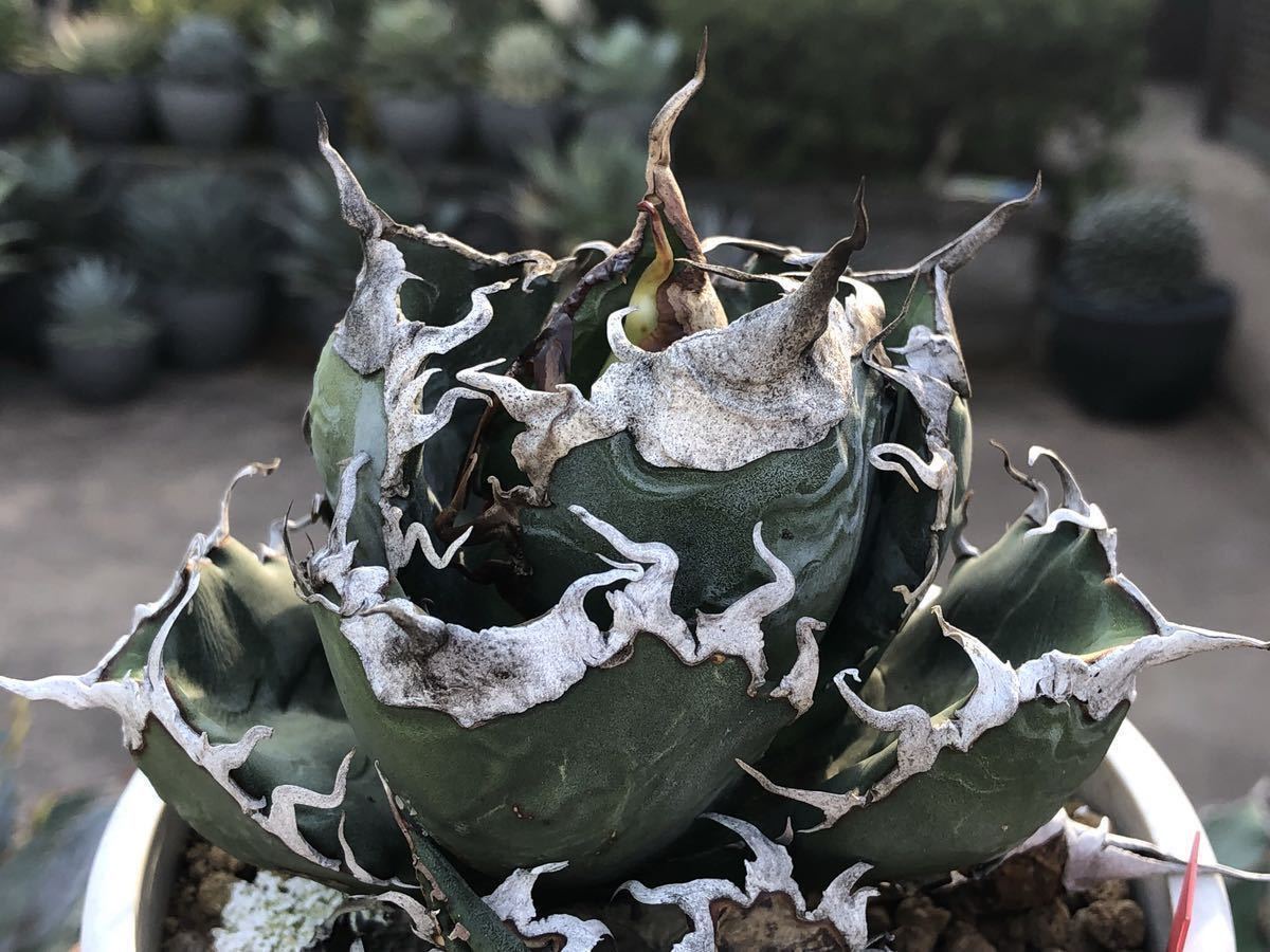 アガベ アガベ チタノタ シチリア産 良型 脇芽① チタノタ 清櫻 脇芽大きめ