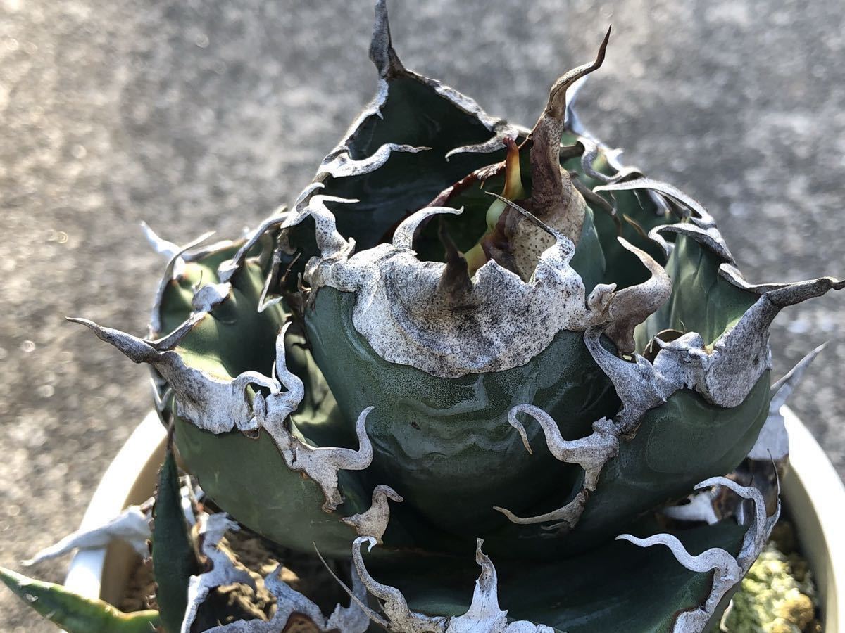 アガベ アガベ チタノタ シチリア産 良型 脇芽① チタノタ 清櫻 脇芽大きめ