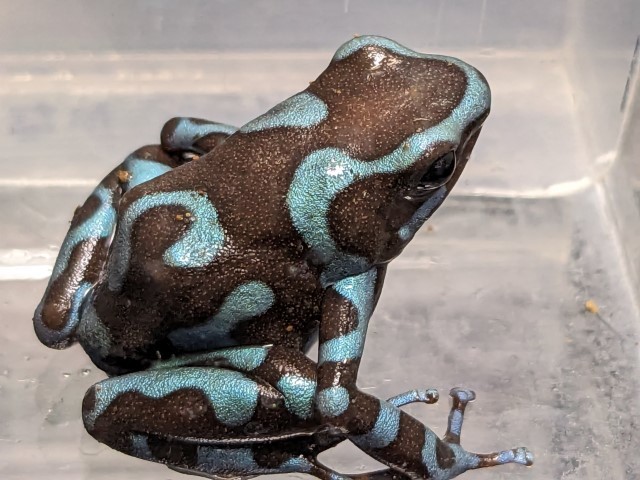 マダラヤドクガエル(ブロンズ&ブルー) （両生類）マダラヤドクガエル
