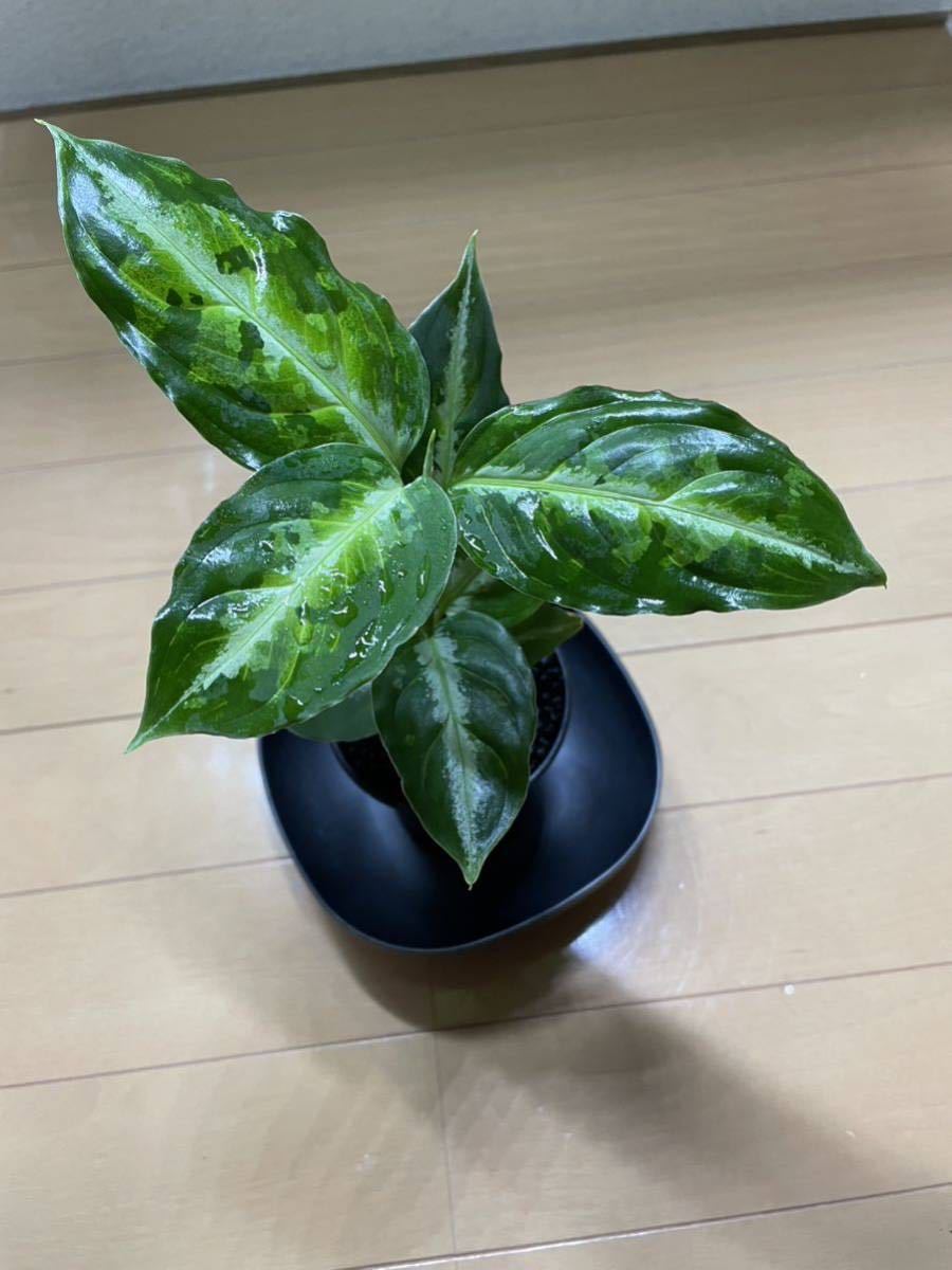 タグ付【AZ便】アグラオネマ ピクタム / Aglaonema pictum