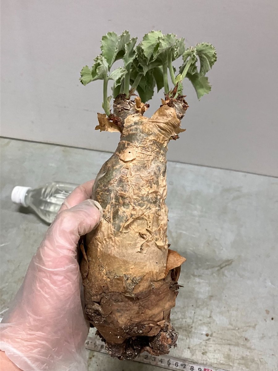 ヒ6972 「塊根植物】キフォステンマ マクロプス 抜き苗【畑に地植え株