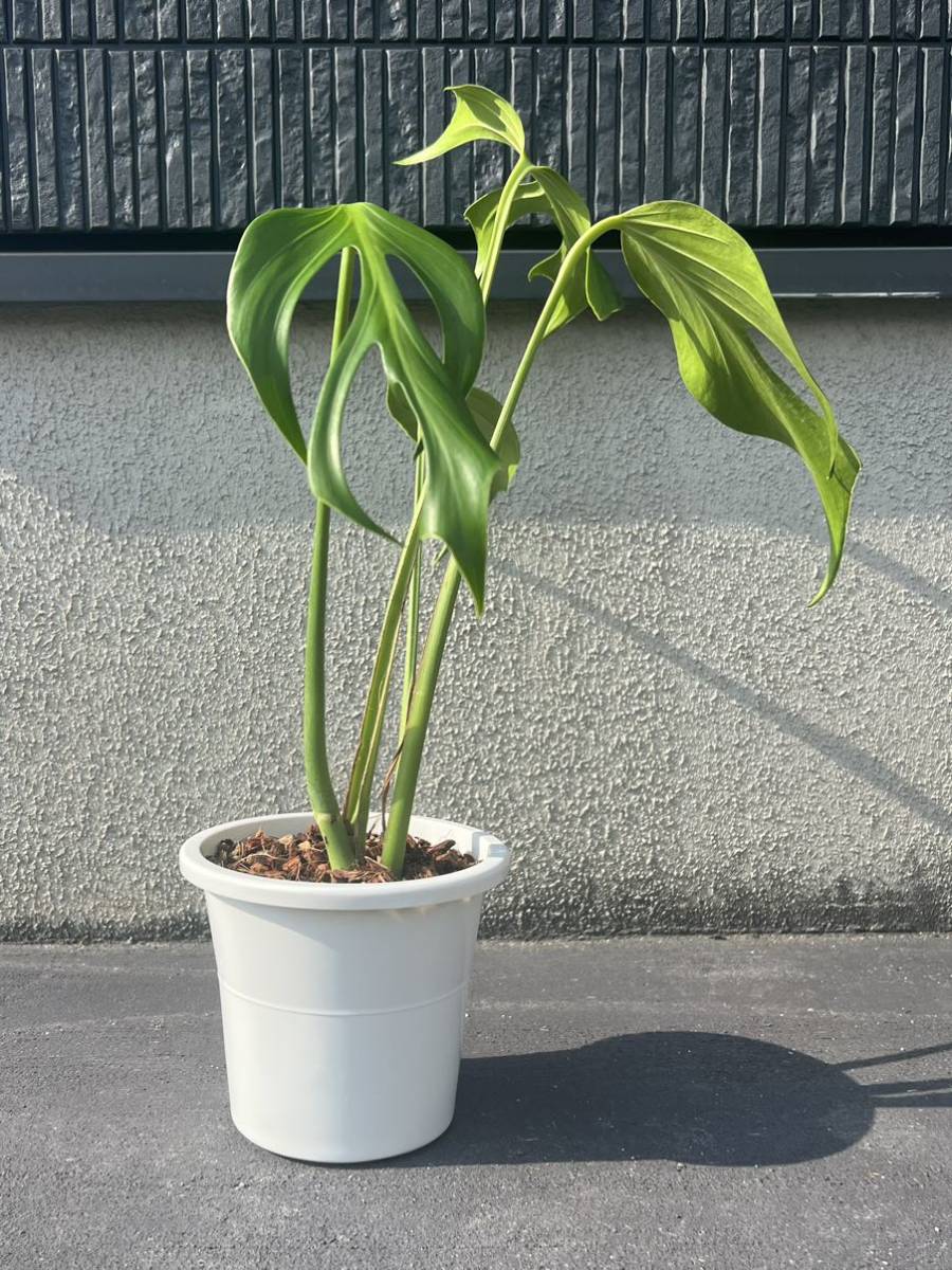 モンステラ斑入り ホワイトモンスター バールマルクスフレーム 2鉢セット ア*)様 モンステラ斑入り ホワイト 2 モンステラ バールマルクスフレーム