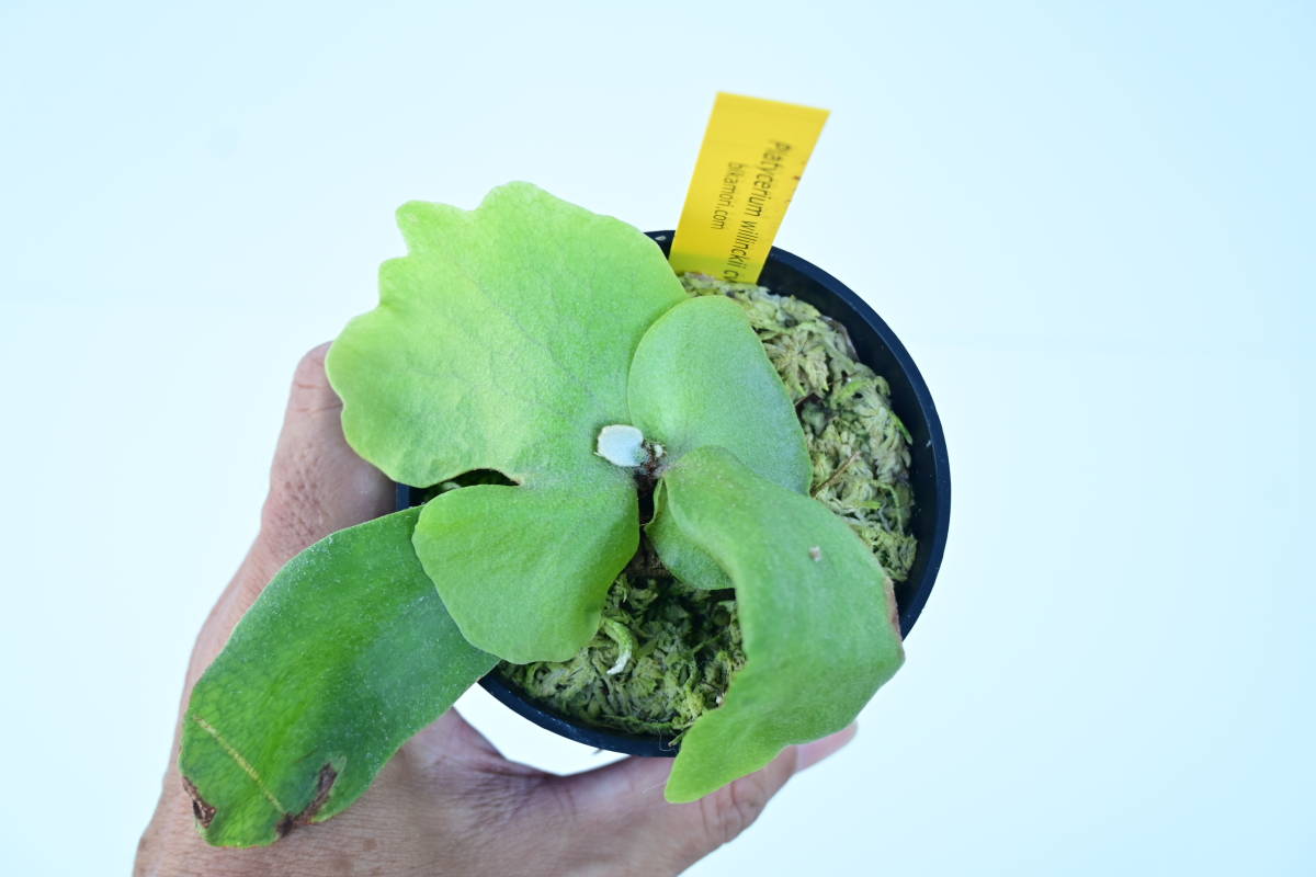 P.willinckii cv.Yellow Moon② 在庫僅か @bikamori.com ウィリンキー