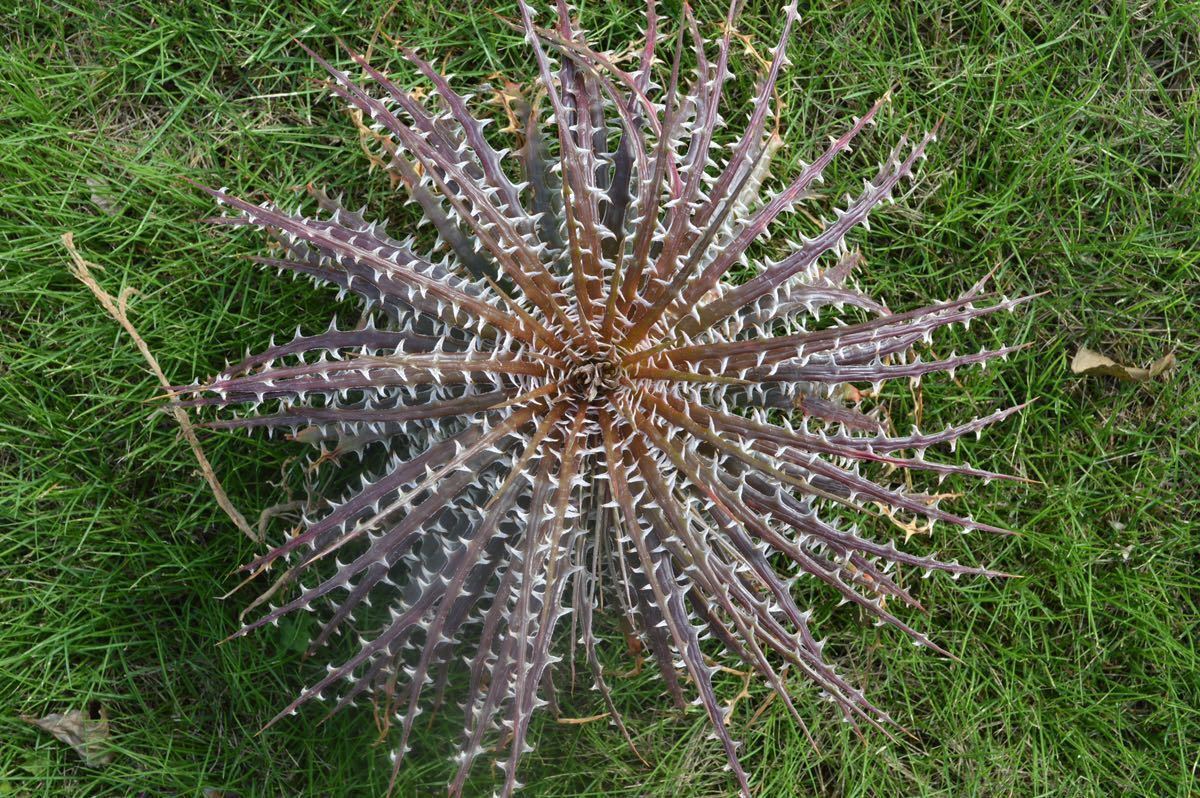 Billbergia 'Tinkerbell'小型種ビルベルギア｜Garvenigroup.com.pe