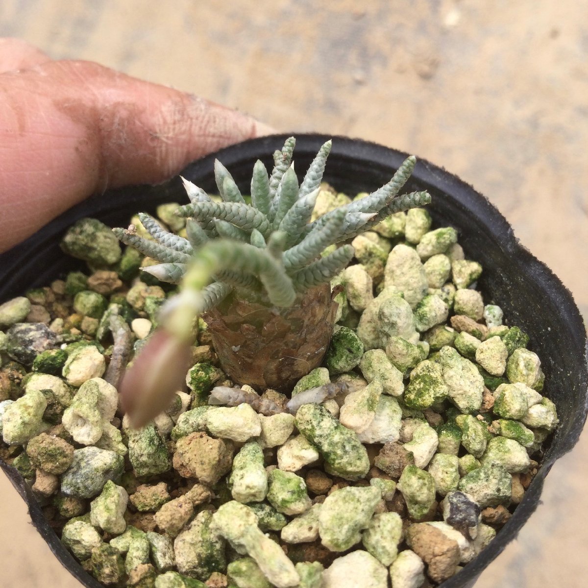 9/13 アボニア　赤花アルストニー　6cm鉢　『エムズプランツ』