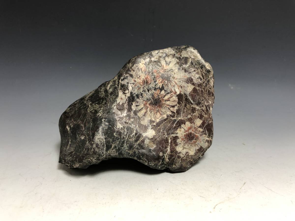 菊花石 鑑賞石 水石 天然石 盆石 重さ約920g 自然石 木台 岐阜