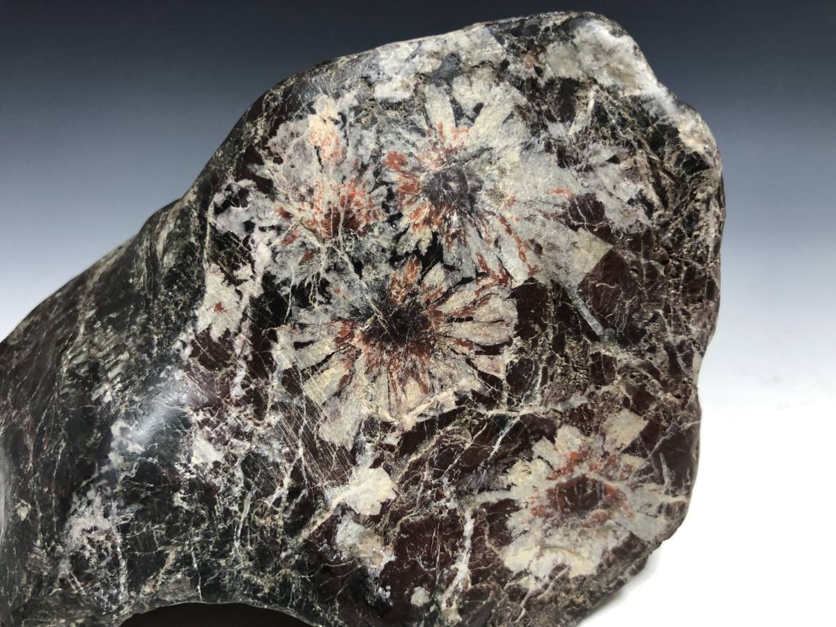 菊花石 鑑賞石 水石 天然石 盆石 重さ約920g 自然石 木台 岐阜