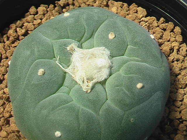 ★奈研★サボテン・多肉植物★181★ロホホラ　疣銀冠玉の実生　 Lophophora　fricii　cv.　約W5.2 cm