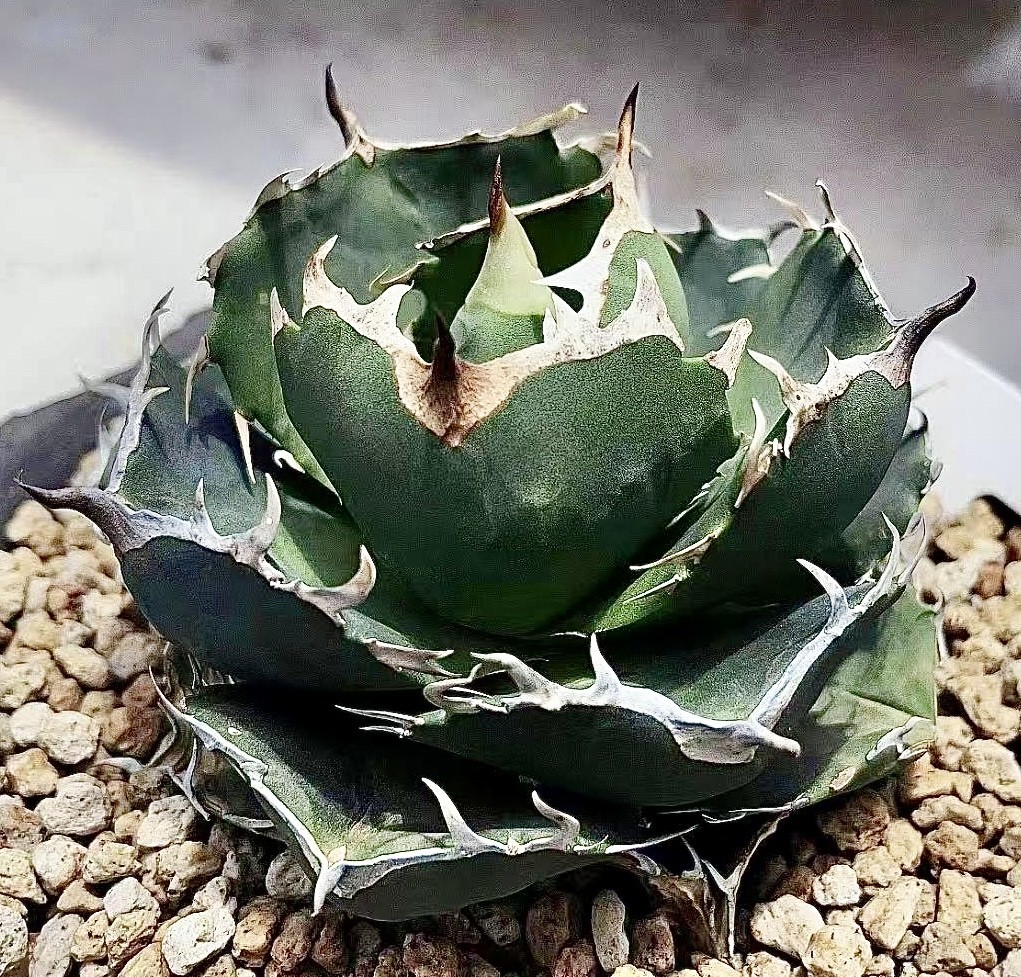 C22 アガベ チタノタ agave Godzilla 極上強棘 特選胴切り子株 台湾株