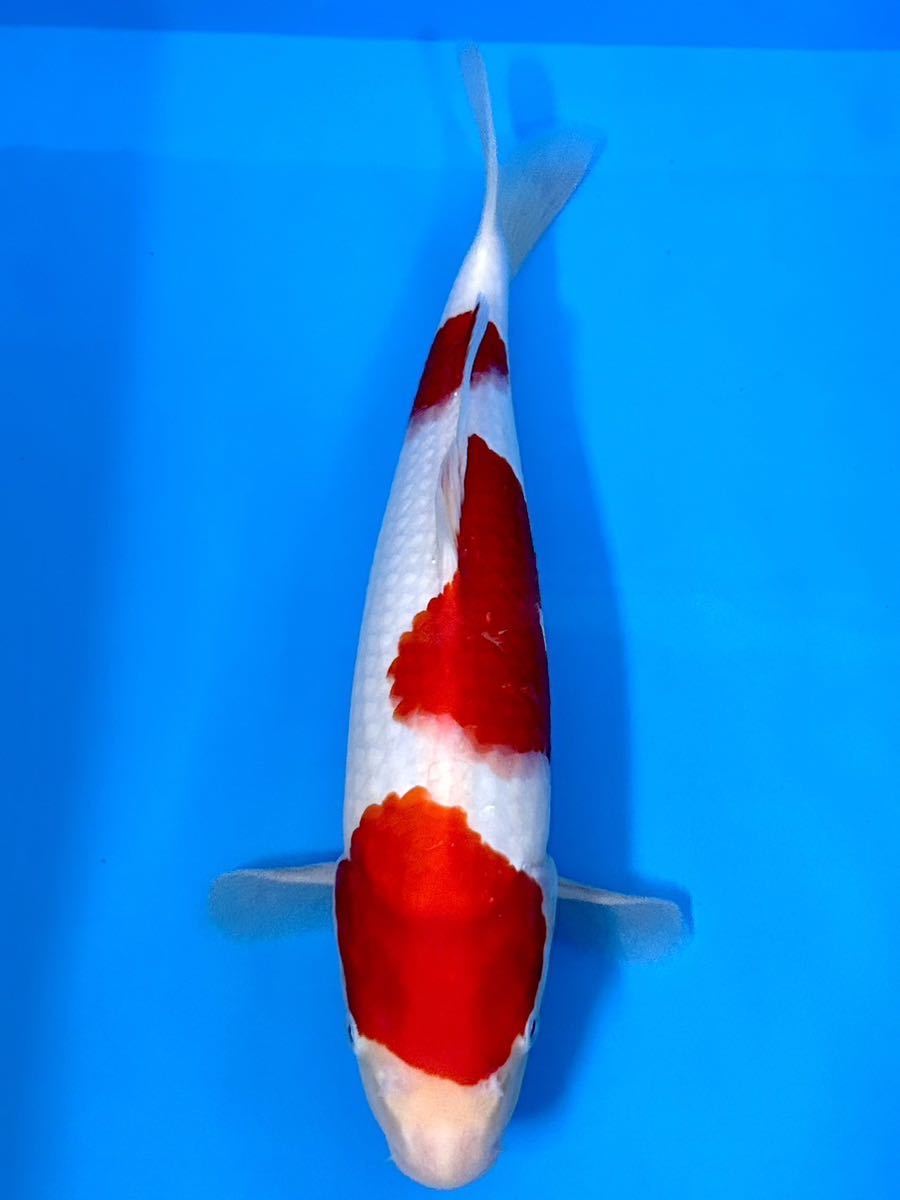 【美鯉】 錦鯉　★ 秋鯉の2ndハント★ 紅白 ☆尾形養鯉場産☆明け2歳☆33cm位☆《同梱不可》O−436