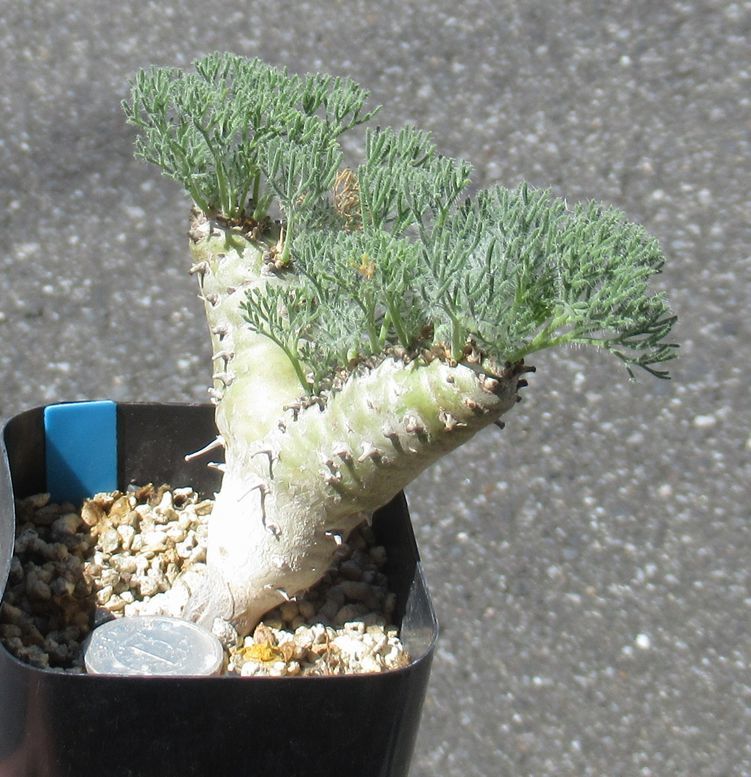 サルコカウロン モンソニア ペニクリナム peniculinum 【公式通販】
