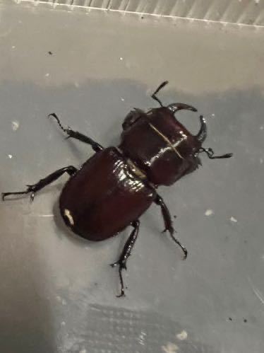 デンティクルスゲンシミヤマ　赤系統　幼虫4頭