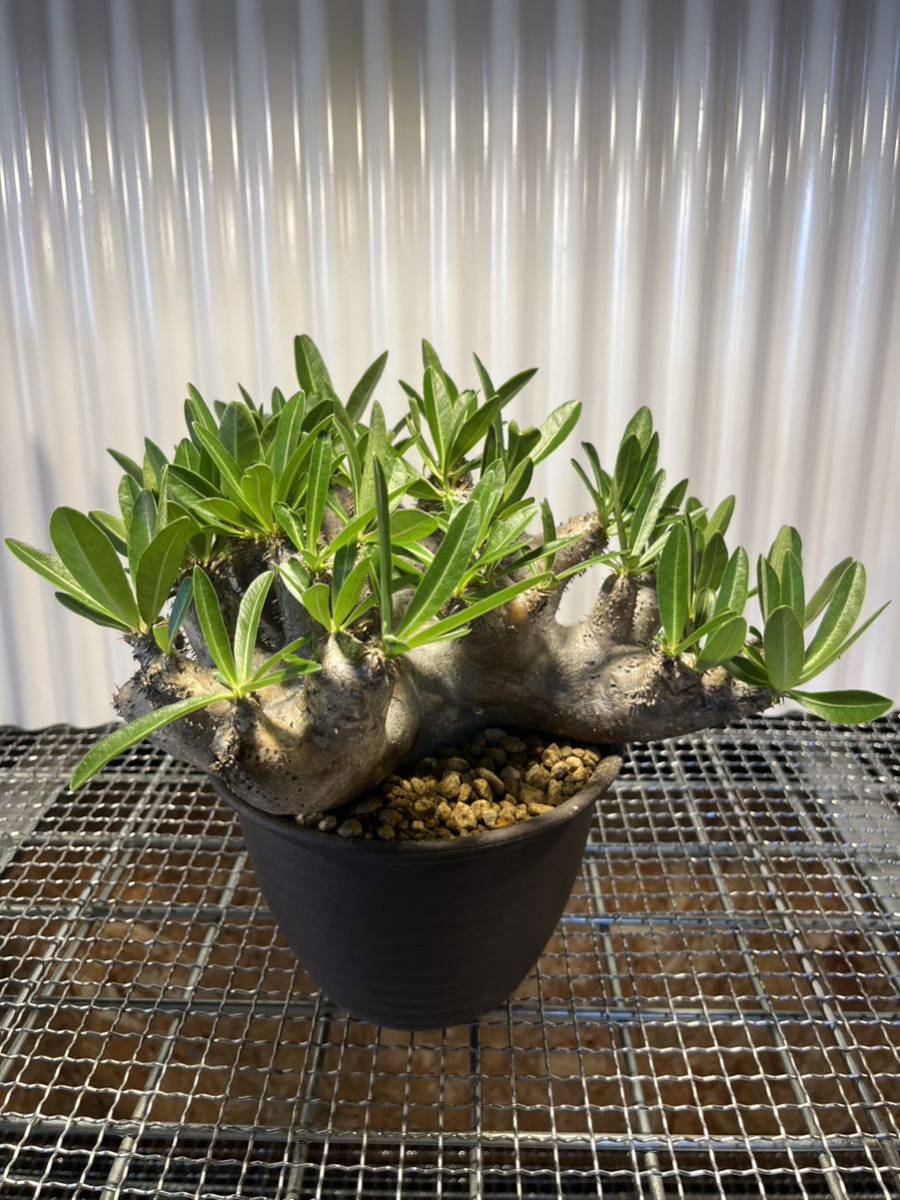 パキポディウム ブレビカリックス塊根植物 発根済 4 特大