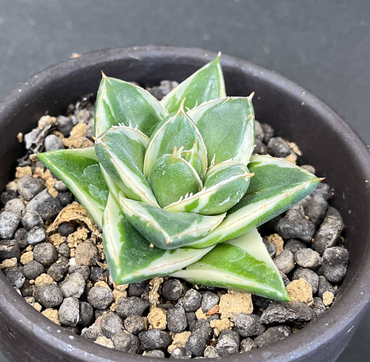 アガベ ピンキー Agave filifera 王妃笹の雪A型白覆輪 王妃笹の雪