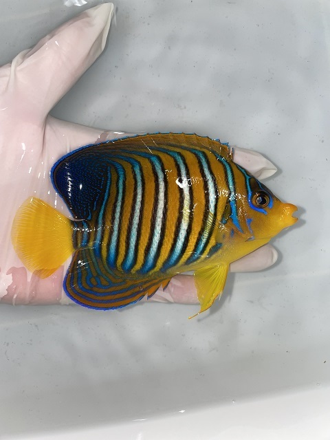 インドニシキヤッコ　11-13ｃｍ（訳あり売り切り）