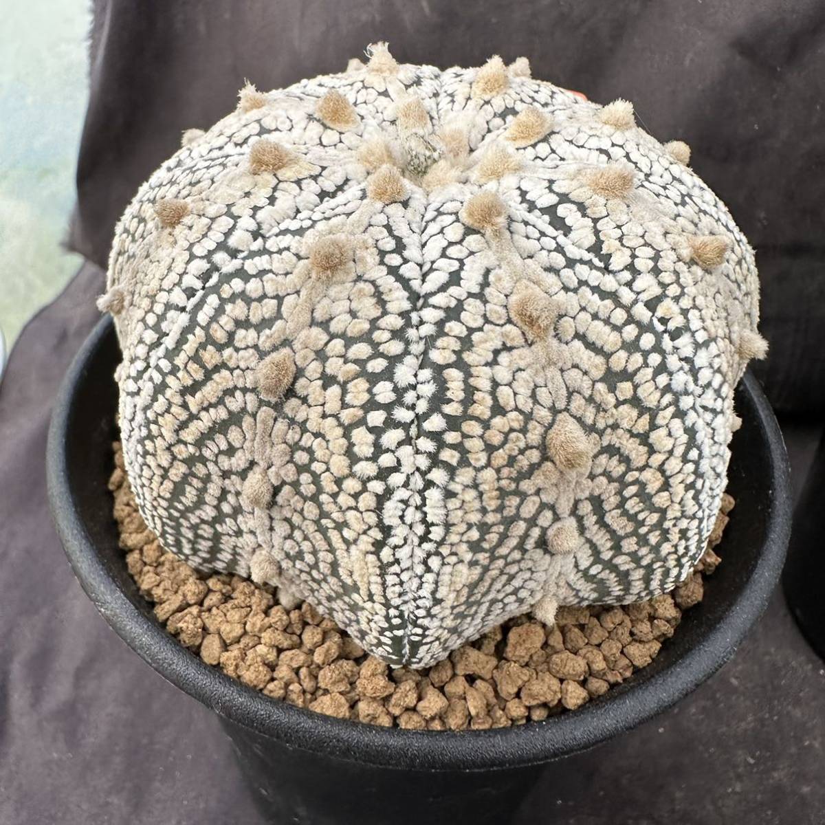 ☆サボテン・多肉植物☆873 ☆アストロフィツム ミラクル兜 実生