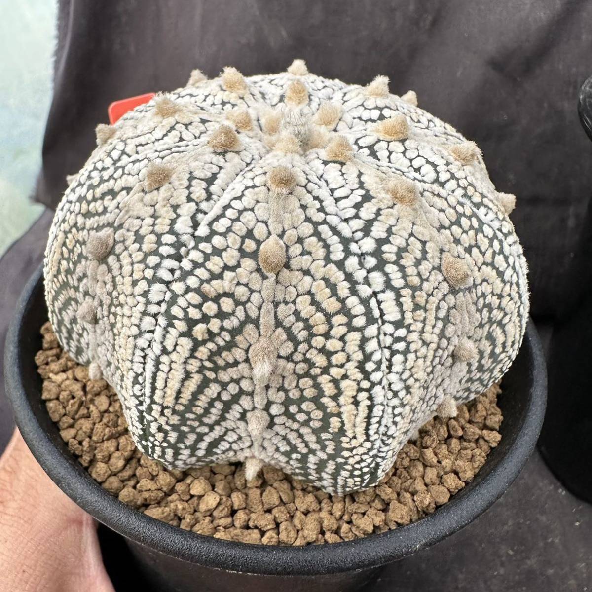 ☆サボテン・多肉植物☆873 ☆アストロフィツム ミラクル兜 実生