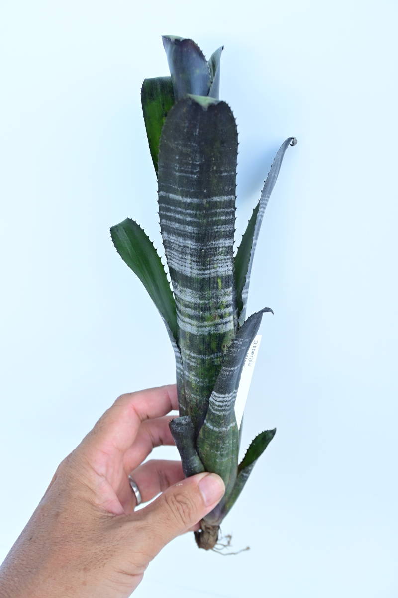 Billbergia 'Obi Wan'① @bikamori.com ビルベルギア オビワン