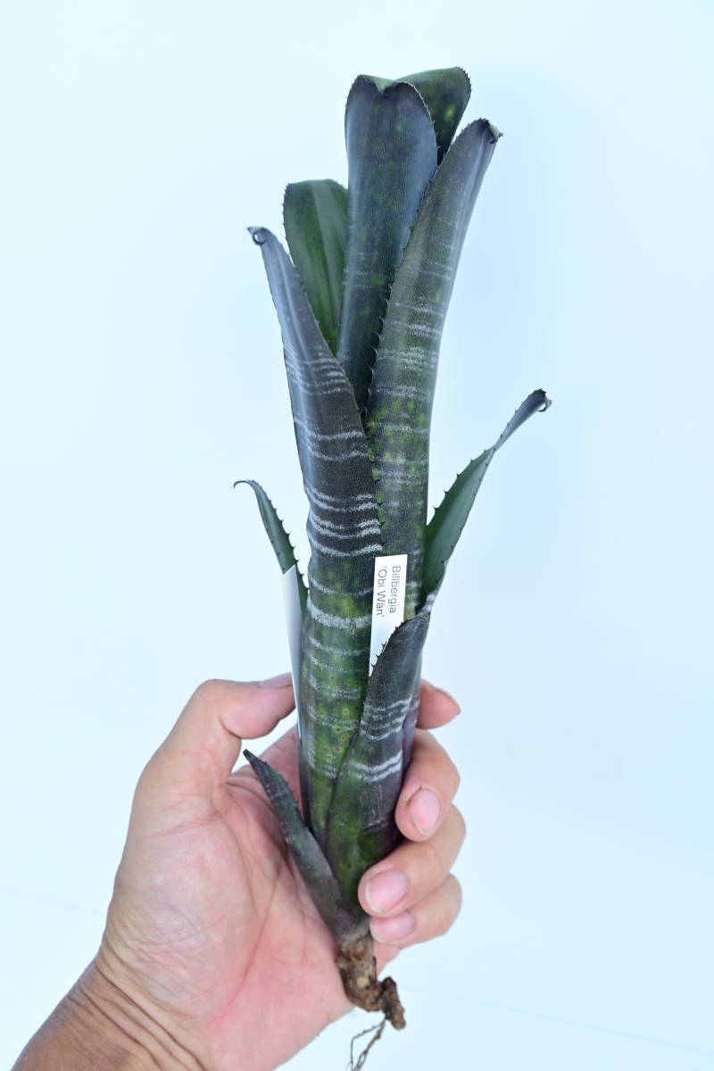 Billbergia 'Obi Wan'① @bikamori.com ビルベルギア オビワン