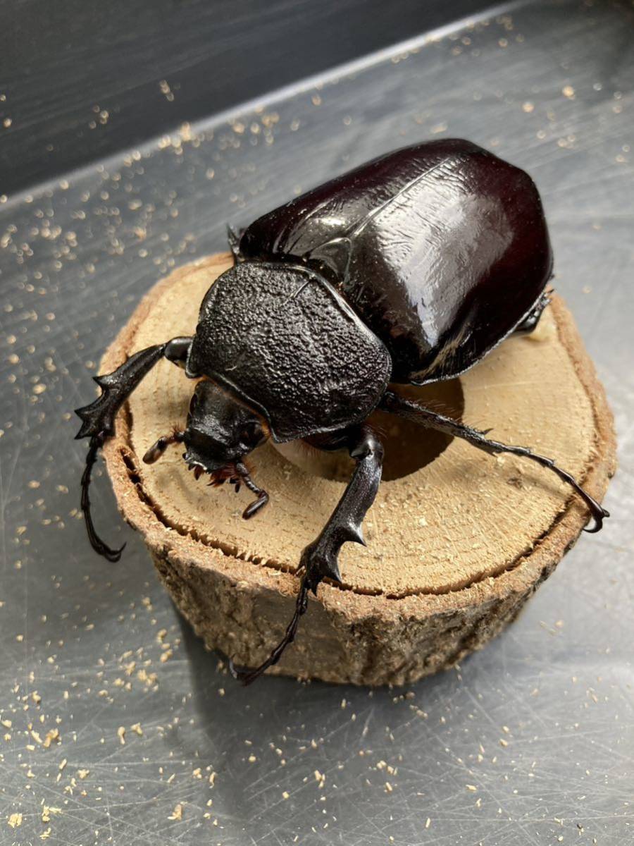 マルスゾウカブト　新成虫♀72mm単品