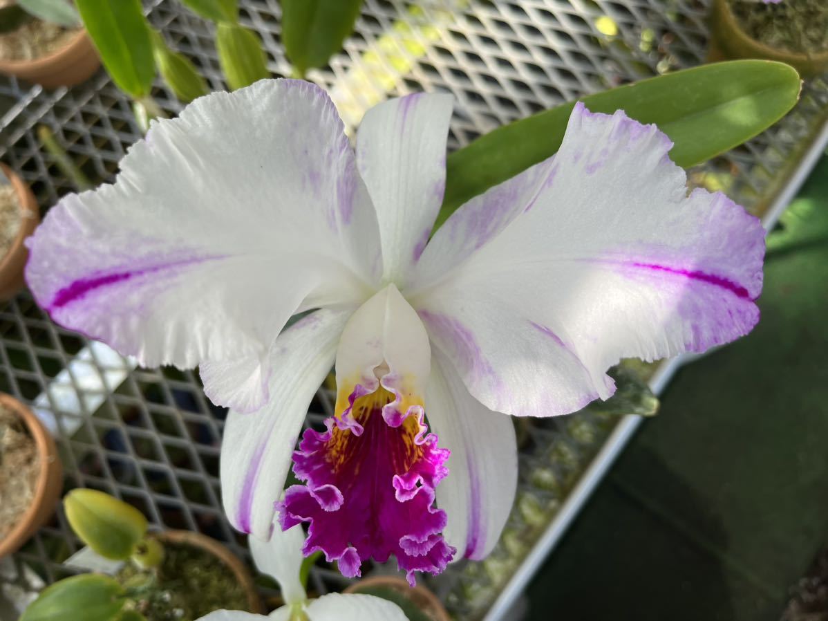洋蘭原種 カトレア C mossiae s/a flamea 秘蔵個体 OG 【公式通販】