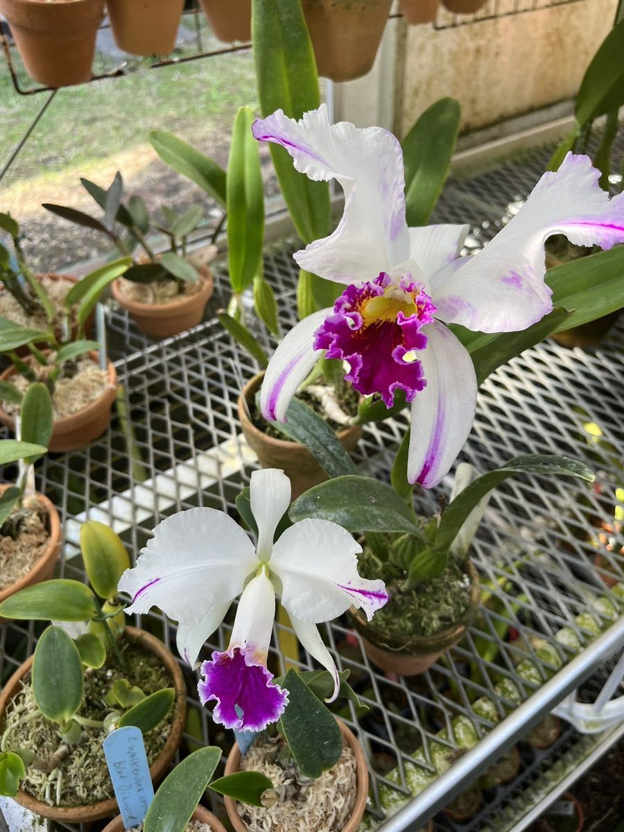 洋蘭原種 カトレア C mossiae s/a flamea 秘蔵個体 OG 【公式通販】